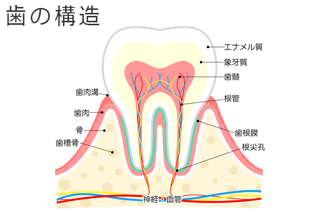 歯の構造