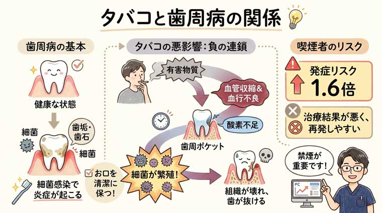 タバコと歯周病の関係の図解