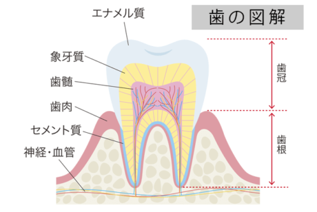 歯の図解