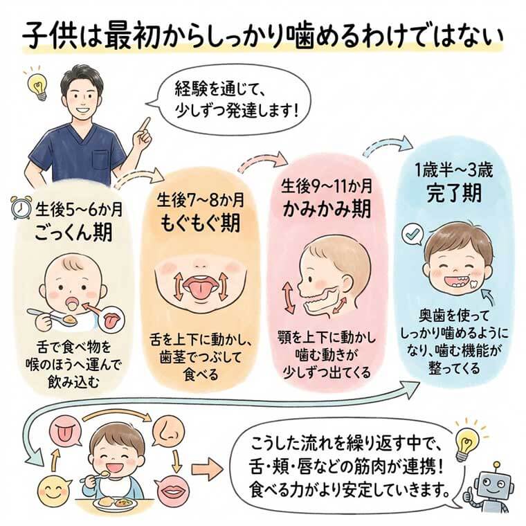子供は最初からしっかり噛めるわけではないの図解